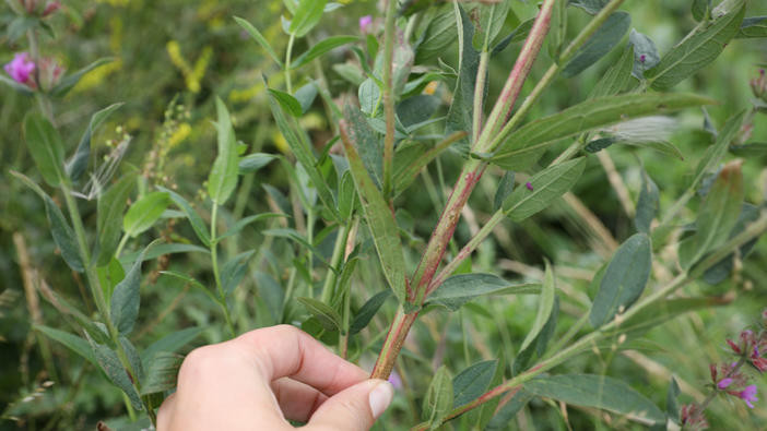 Purple loosestrife stem