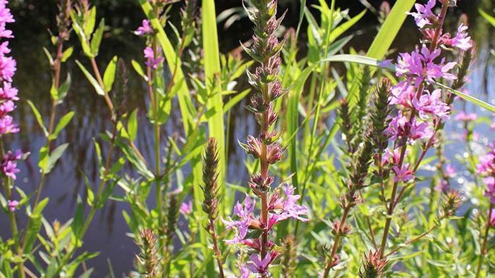 Purple loosestrife flowers