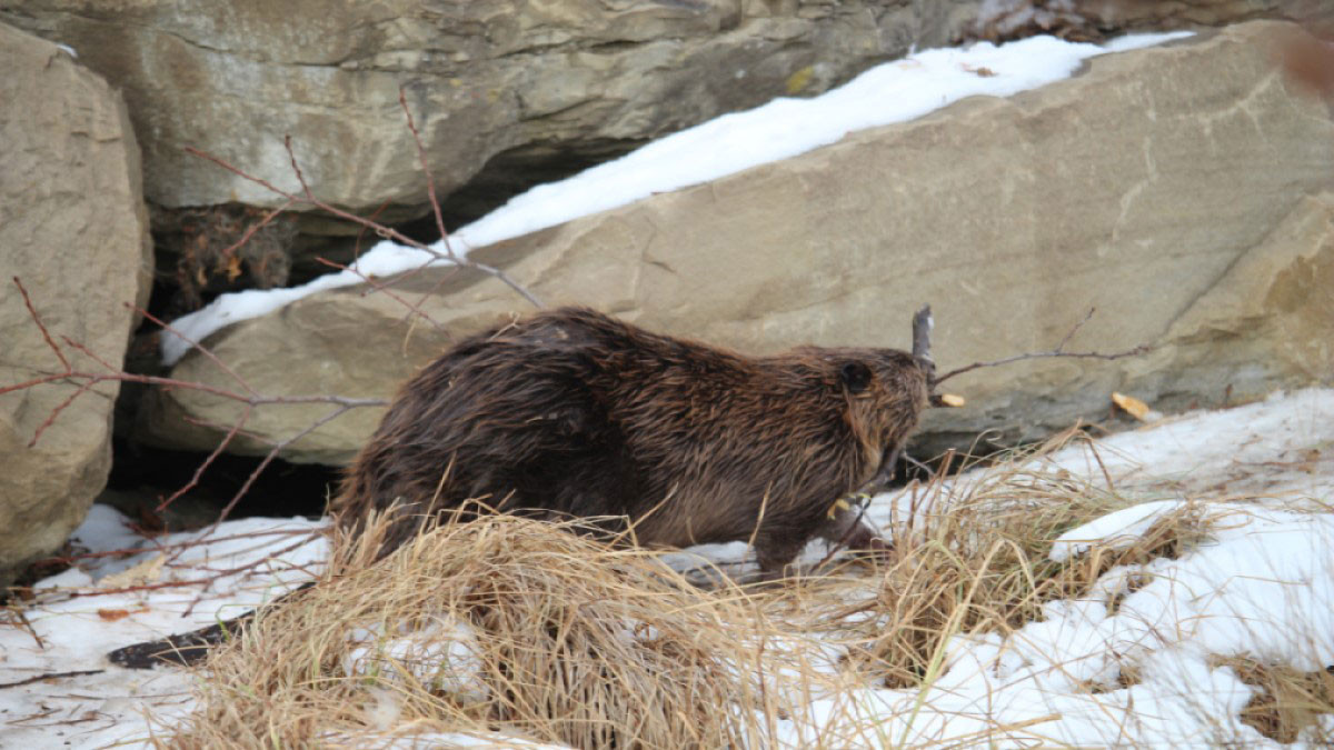 Beaver with twig in its mouth, walking on a snowy, rocky landscape