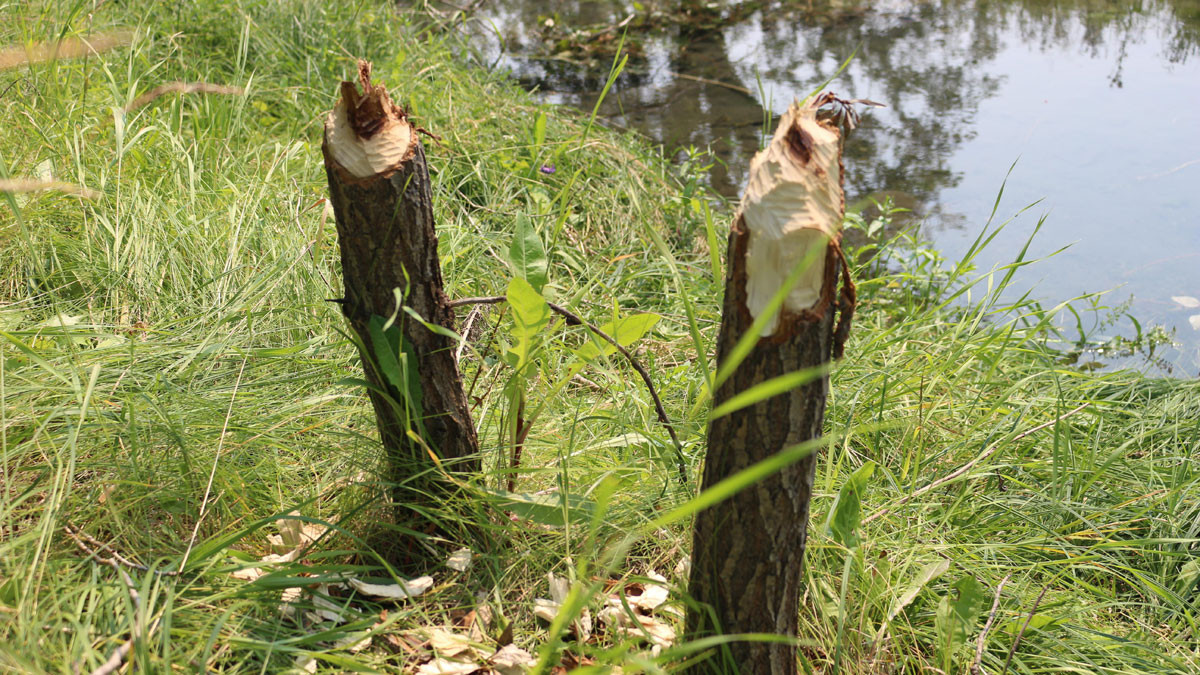 Beaver signs - two chewed off tree trunks