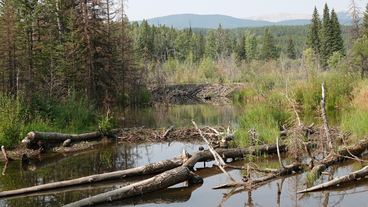 Beaver dam in a waterbody surrounded by forest