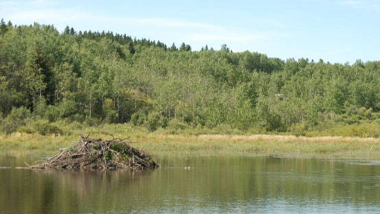 Beaver lodge in the middle of a lake surrounded by forest