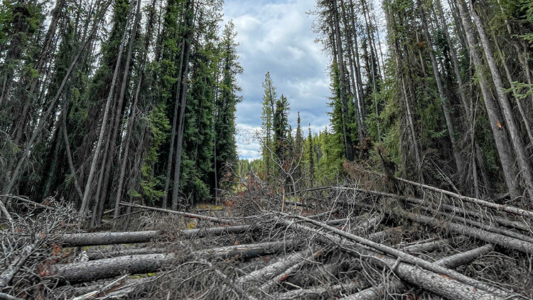 Fallen trees piled across a legacy seismic line to prevent access.