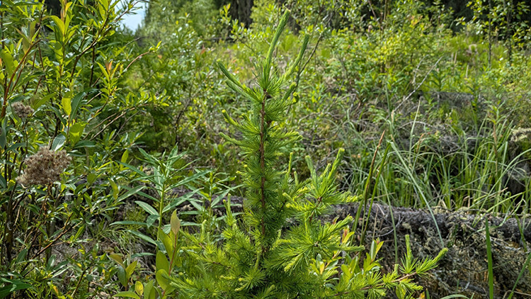 A tamarack seedling planted on a legacy seismic line