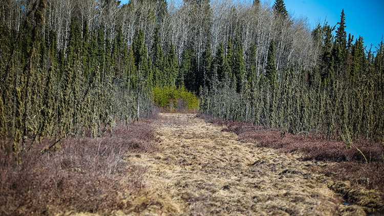 A legacy seismic line where trees have not regrown, a straight, wide path through a forest.