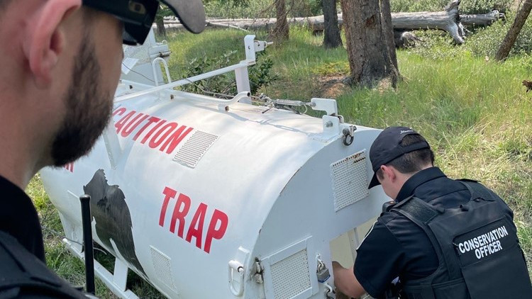 Conservation officers setting a bear trap to support the safety and well-being of both wildlife and the public.