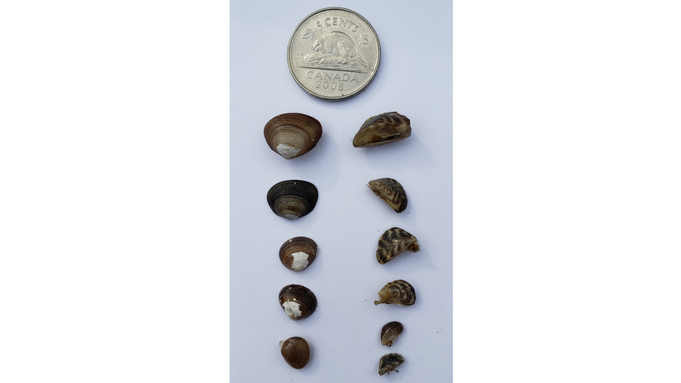 Image comparing the appearance of fingernail clams as opposed to invasive mussels.