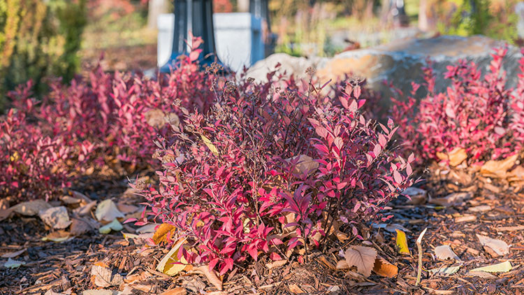 Plant with red leaves