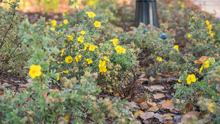 Green plant with yellow flowers