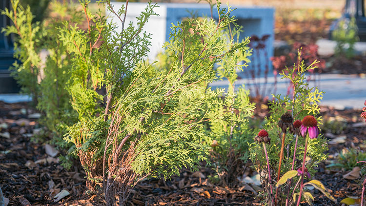 Green plant next to red flowers that lost their petals in mulch