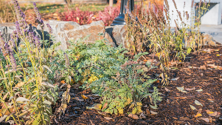 Various green plants and purple flowers