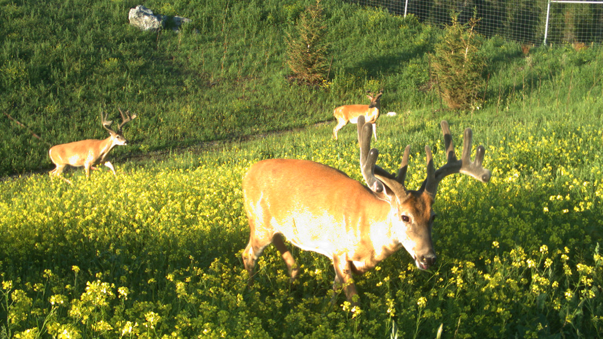 Photo of deer in the wild