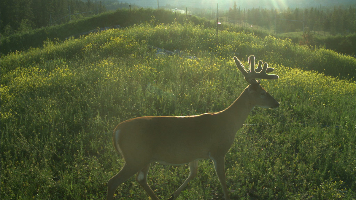 Photo of deer in the wild