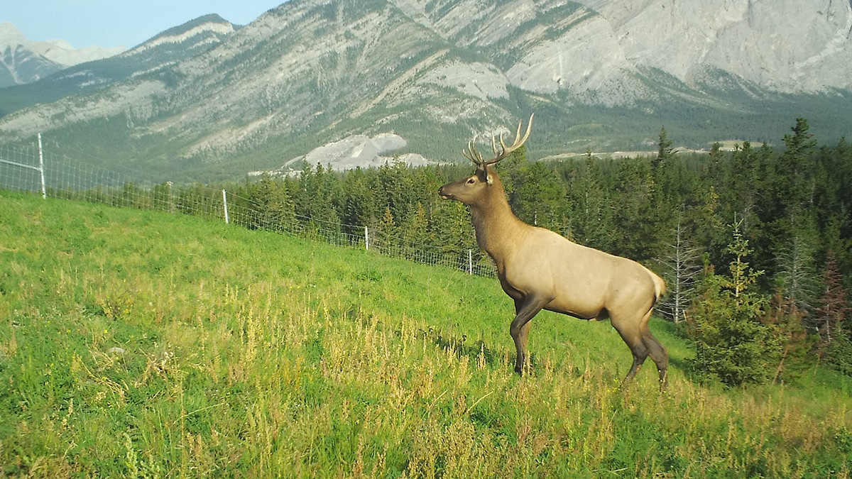 Photo of elk in the wild