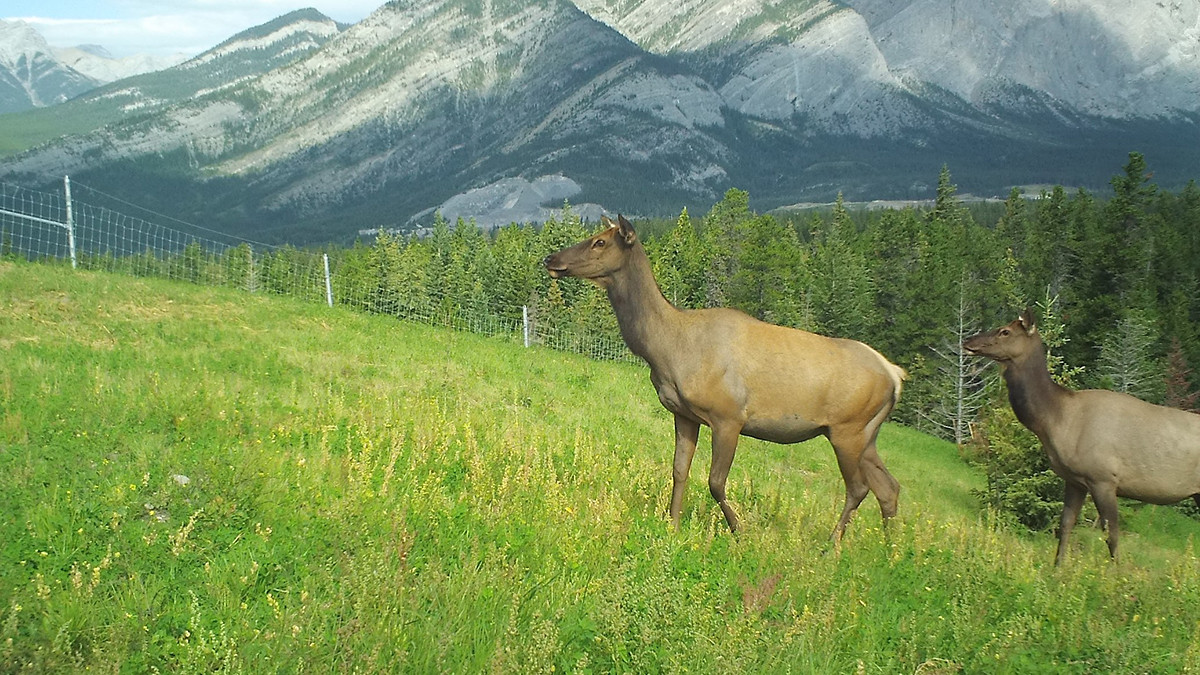 Photo of elk in the wild