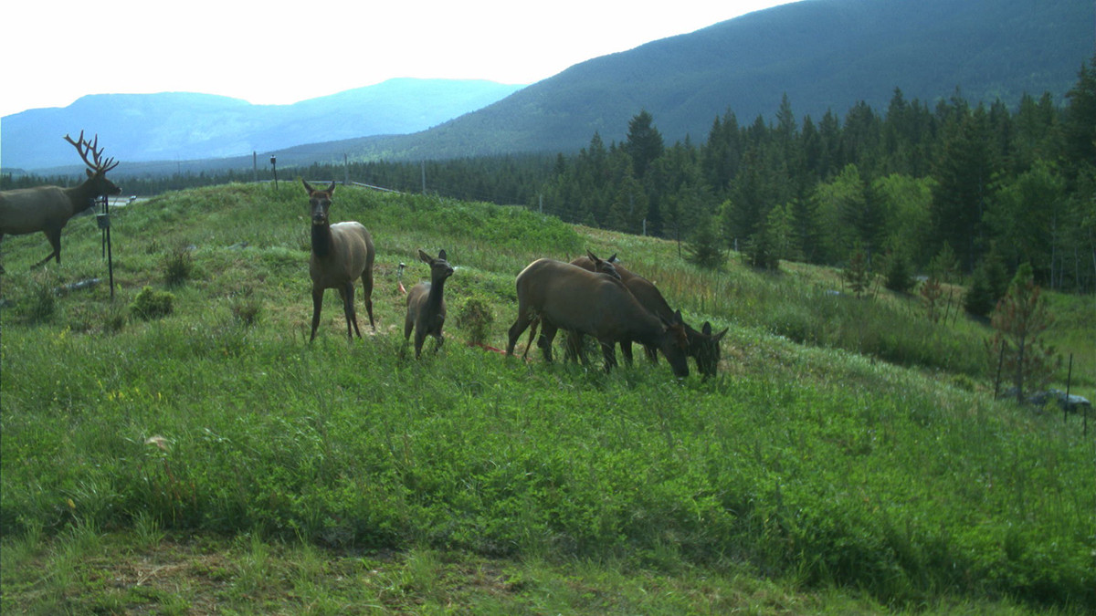 Photo of elk in the wild