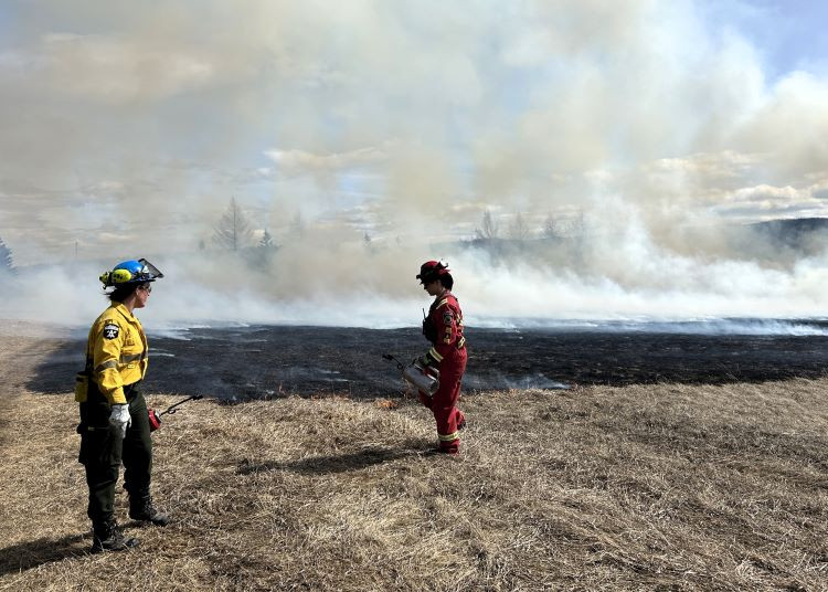 Firefighters are lighting grass with a tiger torch