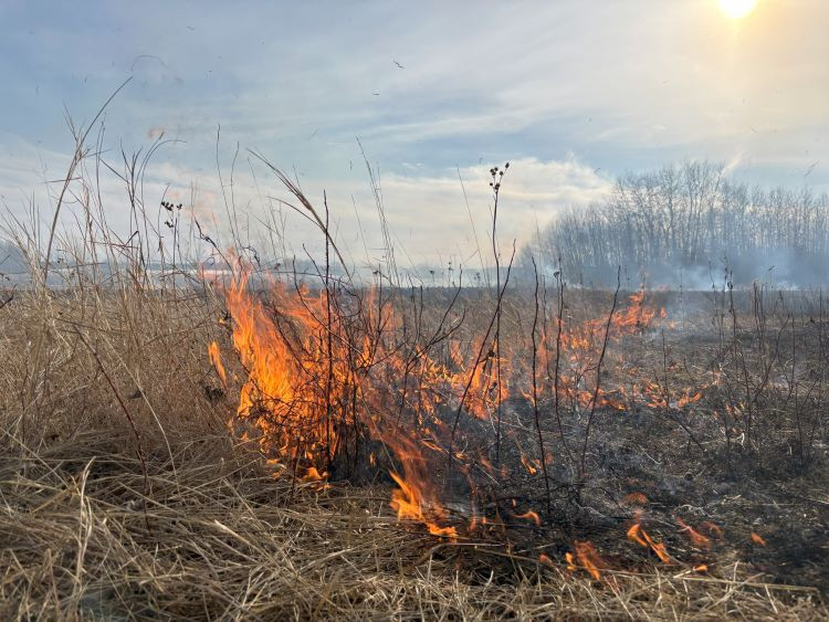A area of dry grass being burned to reduce potential wildfire fuels.