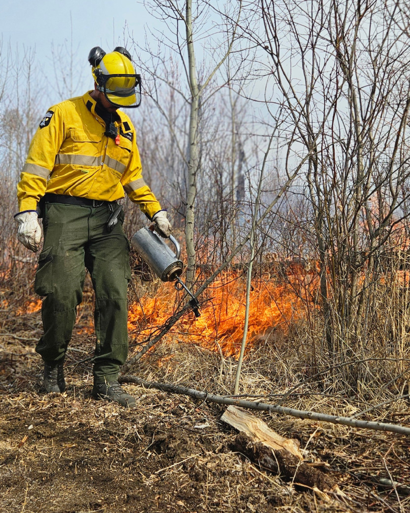 A wildland firefighter uses a drip torch to set fire to fine grass fuels on the landscape. He is dressed in a yellow shirt, green pants, and wears a yellow hard hat. behind him are low flames in leafless trees.