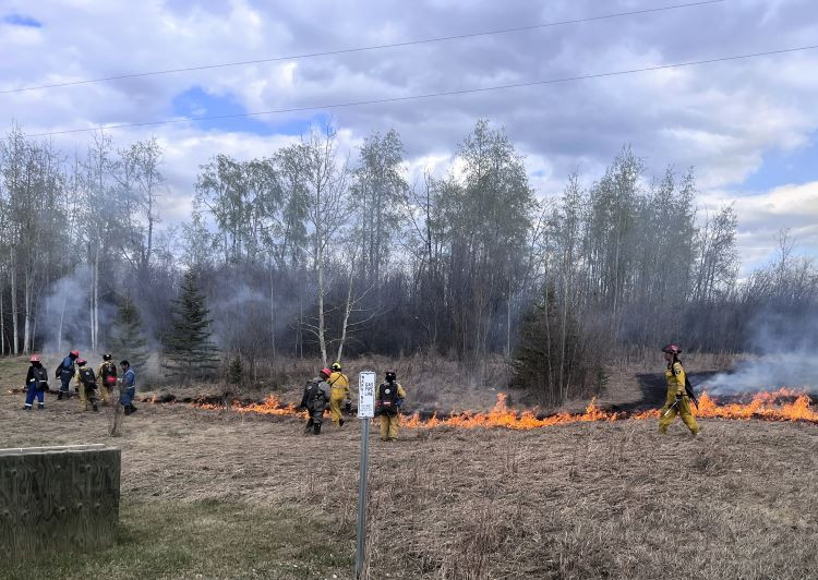 Municipal and AB Wildfire firefighters are working together to burn dead dry grass in a field.