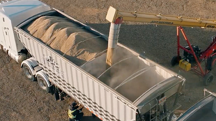 Photo of grain being sprayed into a grain truck.