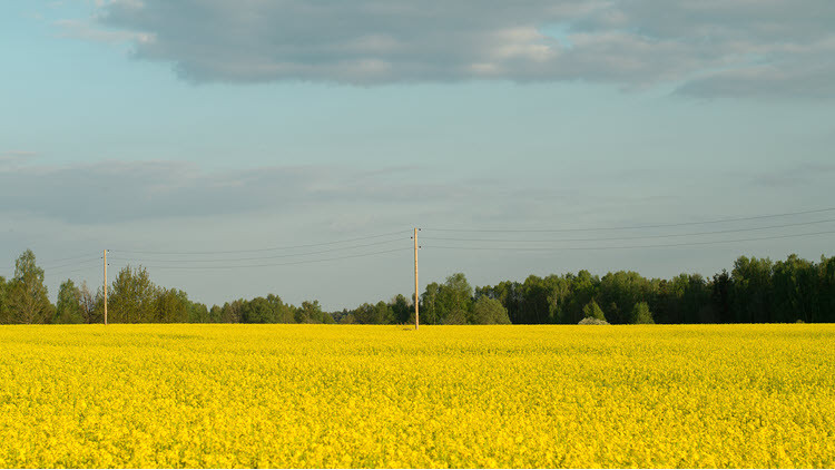 Canola field