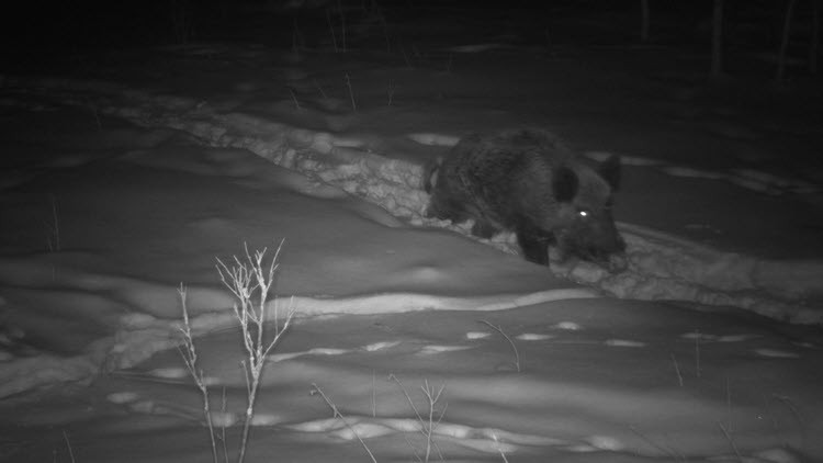 Wild boar at night