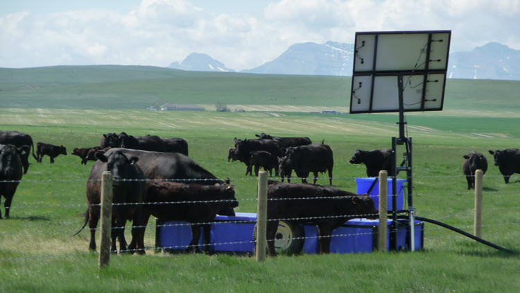 Photo of cattle in field being watered