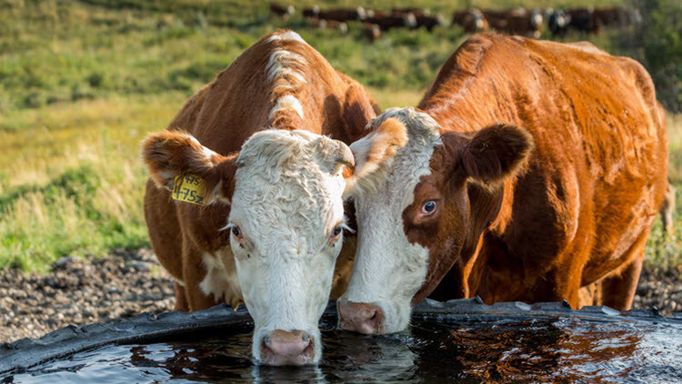 Photo of 2 cattle drinking water