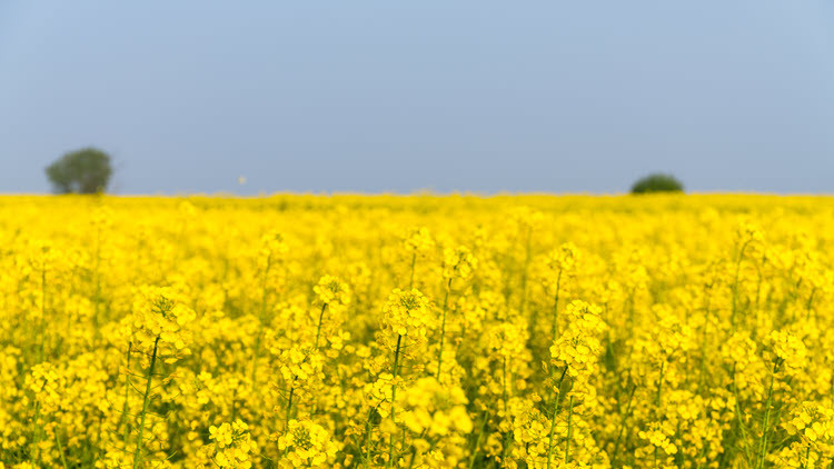 Yellow canola flower field