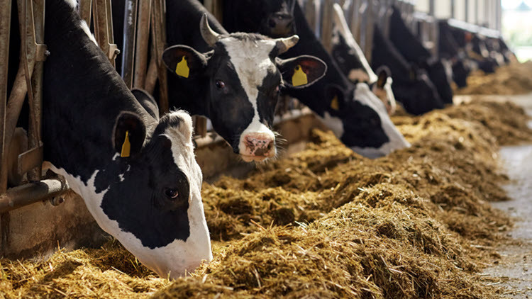 Dairy cows in a pen feeding
