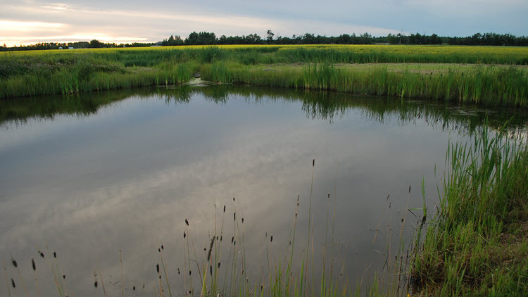 Dugout - body of water surrounded by green plants, field and trees