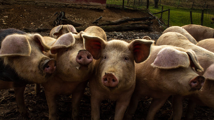 Group of pigs in a pig pen