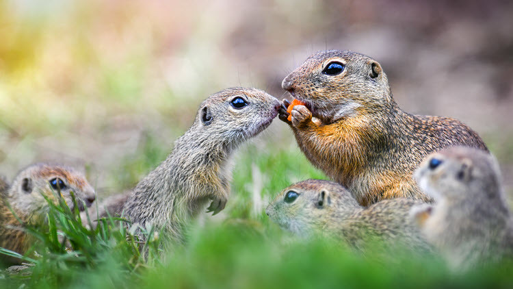 family of Richardson’s ground squirrels - parent squirrel feeding young squirrels