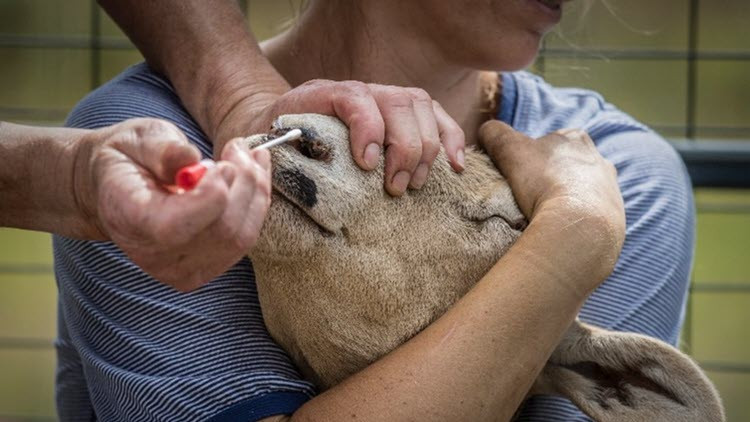 Person holding a sheep's head in their arms while another person's hands swab it's nose with a cotton swab