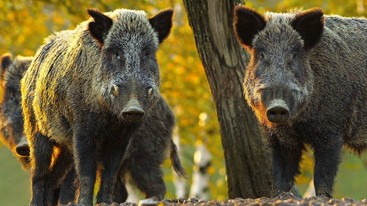 3 wild boar, trees in the background