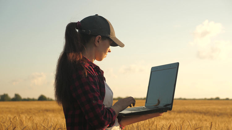 Woman with long ponytail in a ball cap, wearing a white shirt with a black and red plaid button up shirt over top, looking at an open laptop she is holding while standing in a golden wheat field