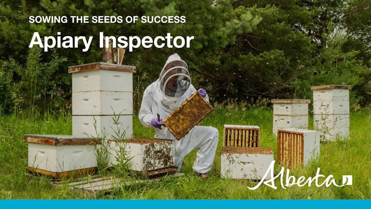 Video thumbnail with text: "Sowing the seeds of success - Apiary Inspector" on an image of a bee keeper surrounded by bee hive boxes