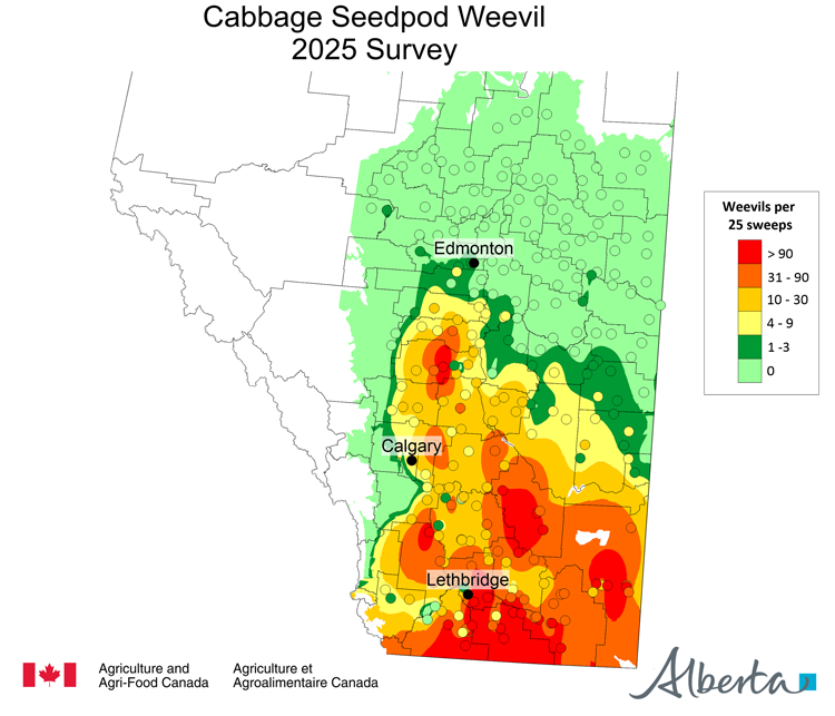 Map of Alberta showing the number of cabbage seedpod weevils per 25 sweeps found in the 2025 survey. This map uses a six color gradient from light green (0 weevils) to red (more than 90 weevils). The areas south of Lethbridge and around Medicine Hat are dark red and gradually decrease through orange and yellow further North towards Edmonton. There are small pockets of dark orange and dark red to the northeast of Calgary and around Red Deer. Individual survey points with dark green are found as far North as 