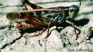Clear-winged grasshopper on sand