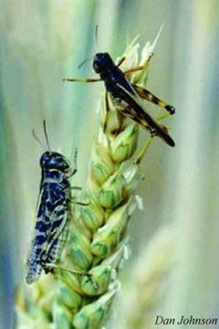 Two clear-winged grasshoppers on wheat stem