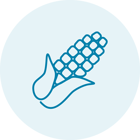 Light blue circle with a blue icon of corn on the cob