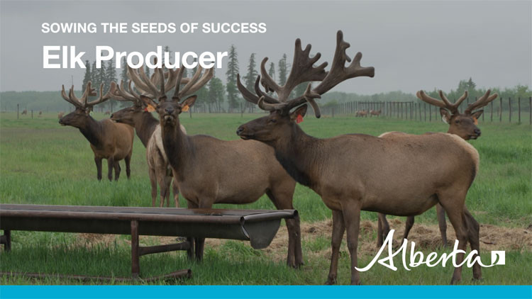 Video thumbnail text: "Sowing the seeds of success - Elk Producer" over a  photo of a herd of elk