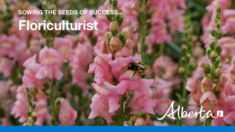 Video thumbnail: Pink flowers with text overlay: "Sowing the seeds of success: Floriculturist"; Alberta government logo in the bottom right corner