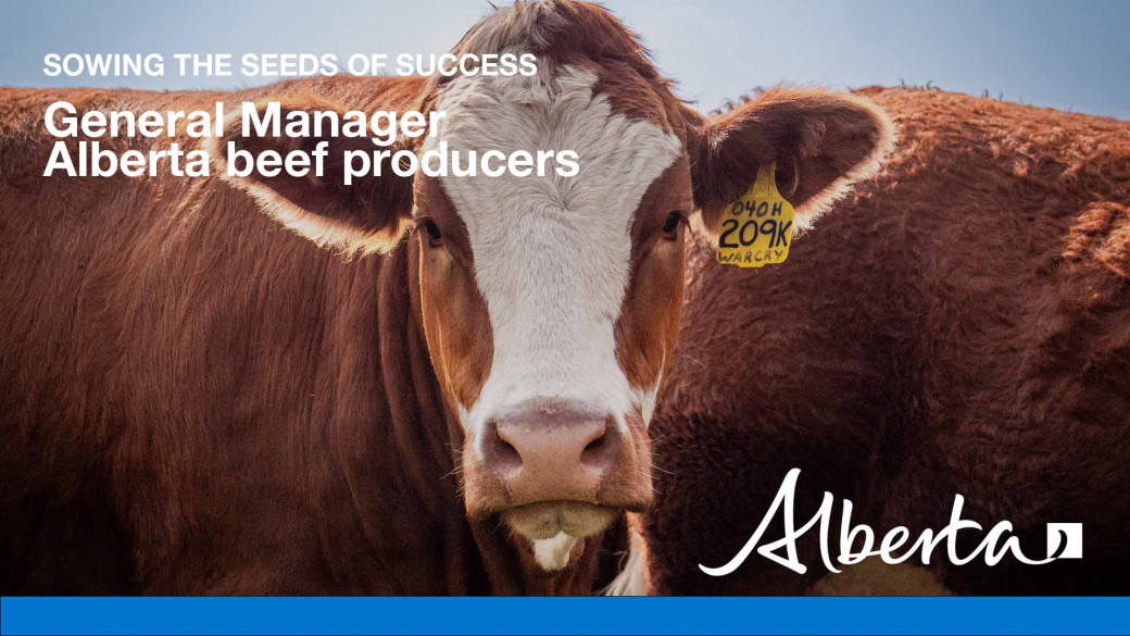 Close-up of light brown cow with white face