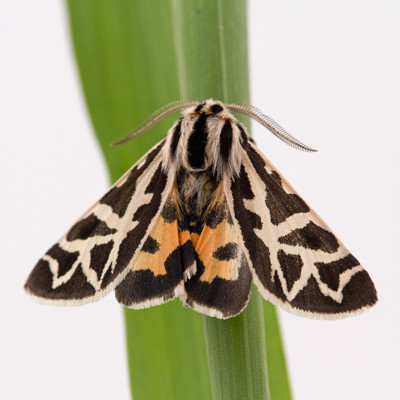 A black and orange moth perches on a grass blade. Apantesis blakei adult. Photo credit: S. J. Barkley.