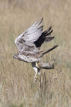 Large bird in flight just above a field with a squirrel in its grasp