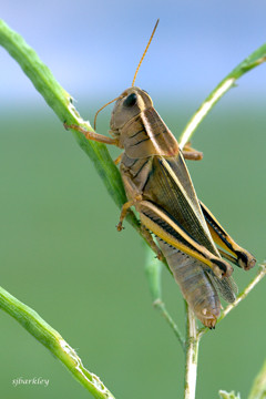 Two-striped grasshopper on a green plant twig