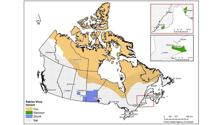 Distribution of rabies virus variants (RVV) in Canada, 2020 – 2024. RVV ranges mapped by census division except for bat RVV and fox RVV in norther regions of Canada where host geographic ranges are used.