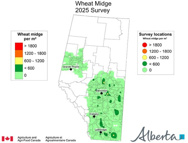 This image is an Alberta map showing the number of viable wheat midge cocoons / M2 found in the 2025 survey. This map uses a 6 color gradient from light green (0 cocoons) to red (more than 1800 cocoons / M2). Most of the province is light green. There are scattered, individual dark green (less than 600 midge / M2 ) locations across North, Central, and South Alberta. There are no midges in the Peace Region, 3 fields had moderate (600-1200 midge / M2 ), 2 near Edmonton and 1 in Forty Mile county.